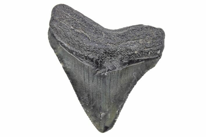 Serrated, Juvenile Megalodon Tooth - South Carolina #248900